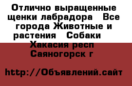 Отлично выращенные щенки лабрадора - Все города Животные и растения » Собаки   . Хакасия респ.,Саяногорск г.